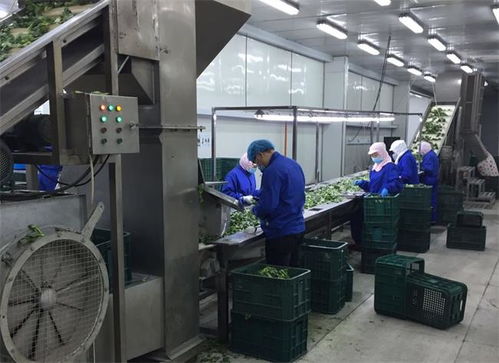 復工進行時 公司下屬食品加工廠全面恢復生產